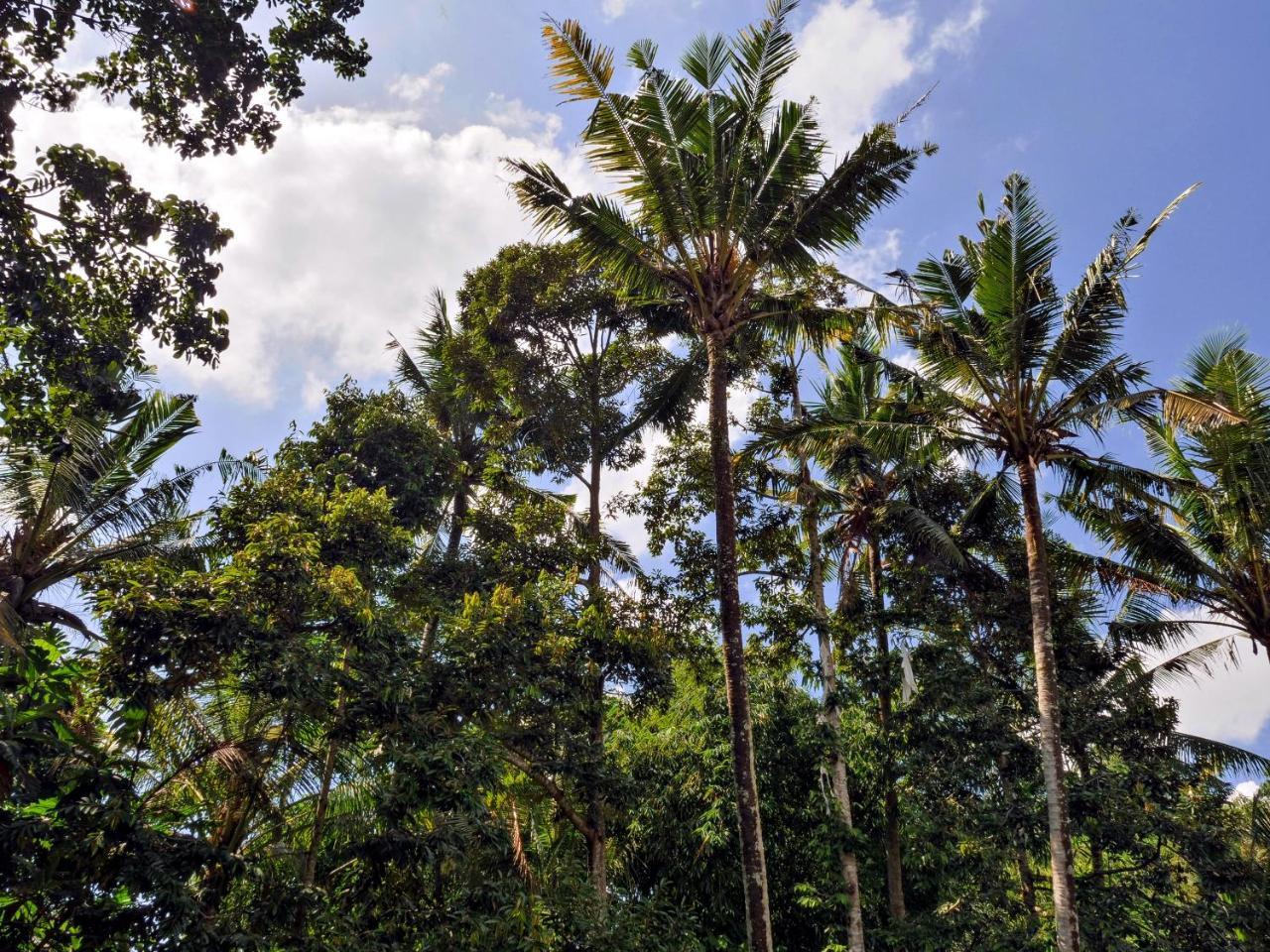 Gunung An Retreat Hotel อูบุด ภายนอก รูปภาพ